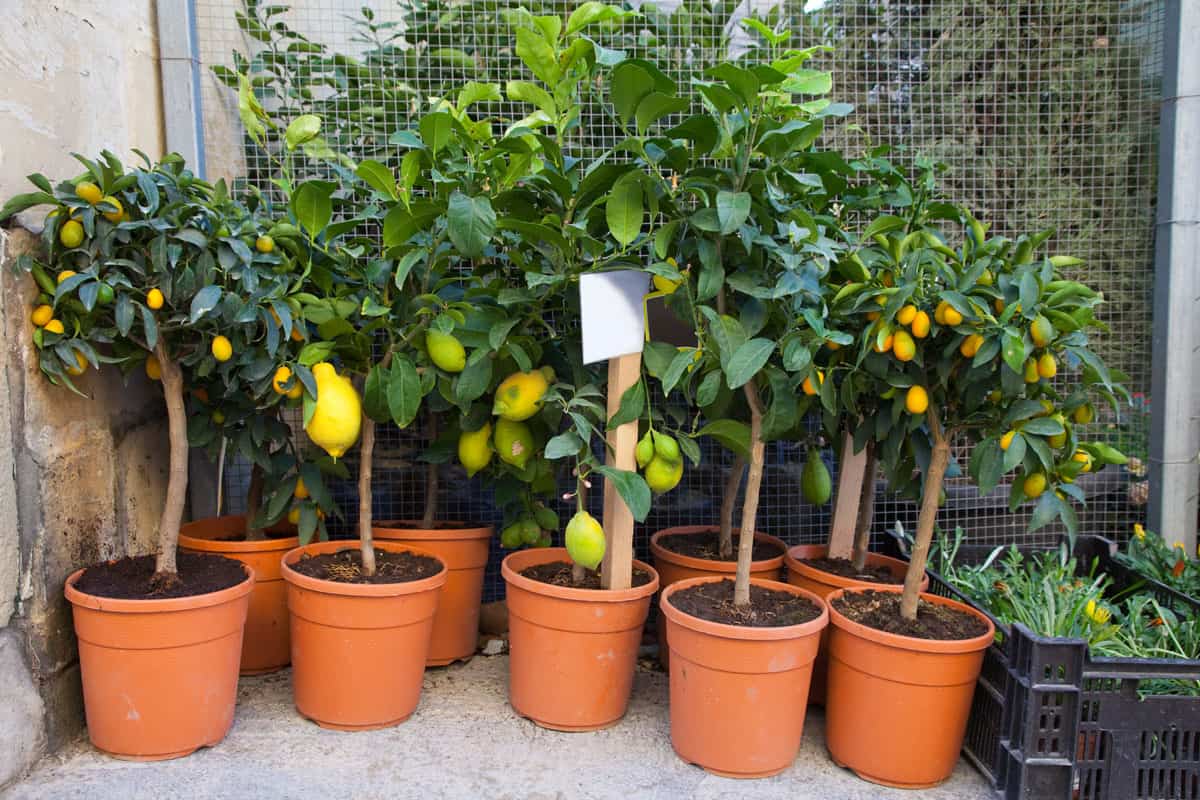 lemon trees in pots at street flower shop