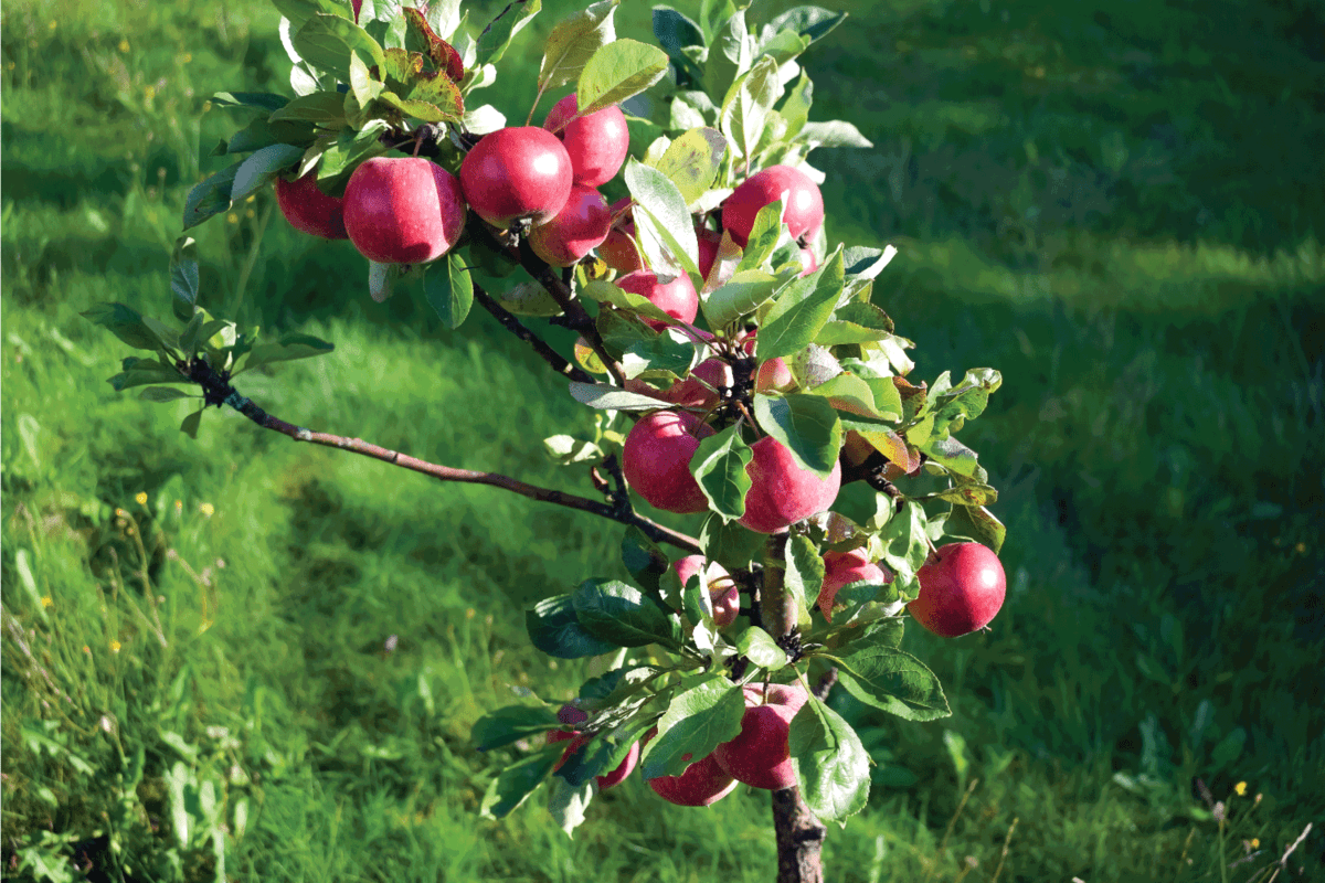 little fruit bearing apple tree