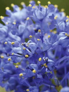 macro shot of California Lilac flowers. Can California Lilac Grow In Shade And In Pots