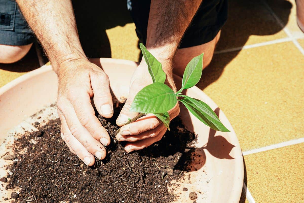 man hands planting avocado seed in a flower pot with soil. Growing avocado tree from seed at home. selective focus