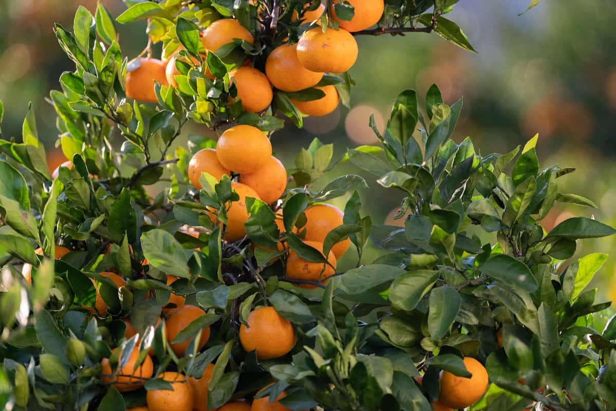 mandarin orange field