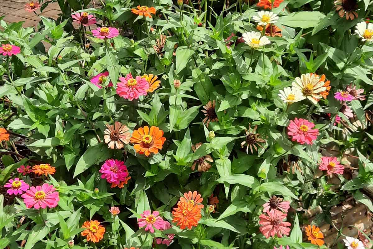 many colors of flowers, pink, orange, green, peach, sunny day, summer time