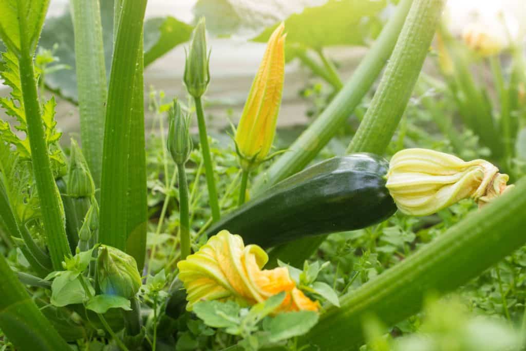 nice captured photo of a zucchini plant on the farm at the province, fresh healthy zucchini