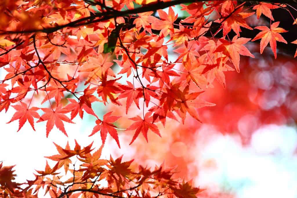 nice view to look up at the sky with these red leaves of a japanese maple tree
