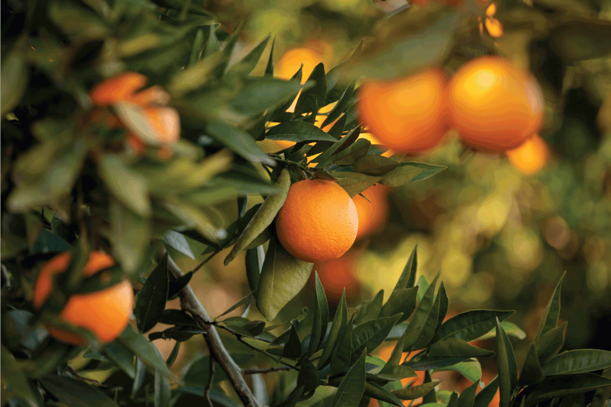 orange trees close up in the backyard with ripe fruits