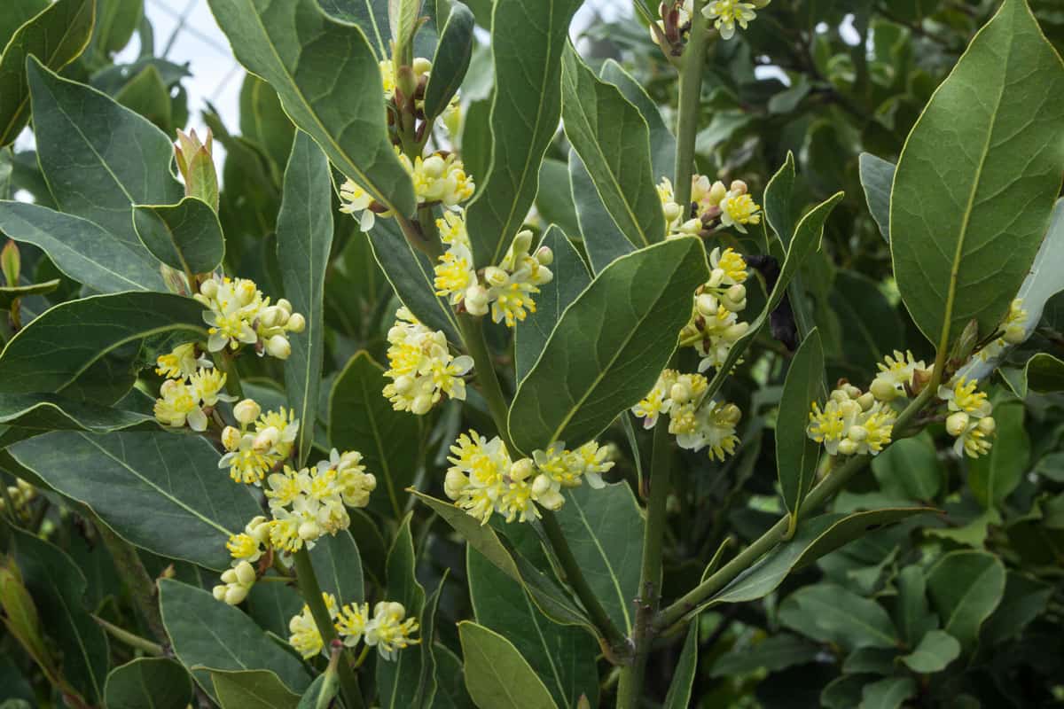 photo of a bay tree leaves, yellow flower, green leaves, healthy tree