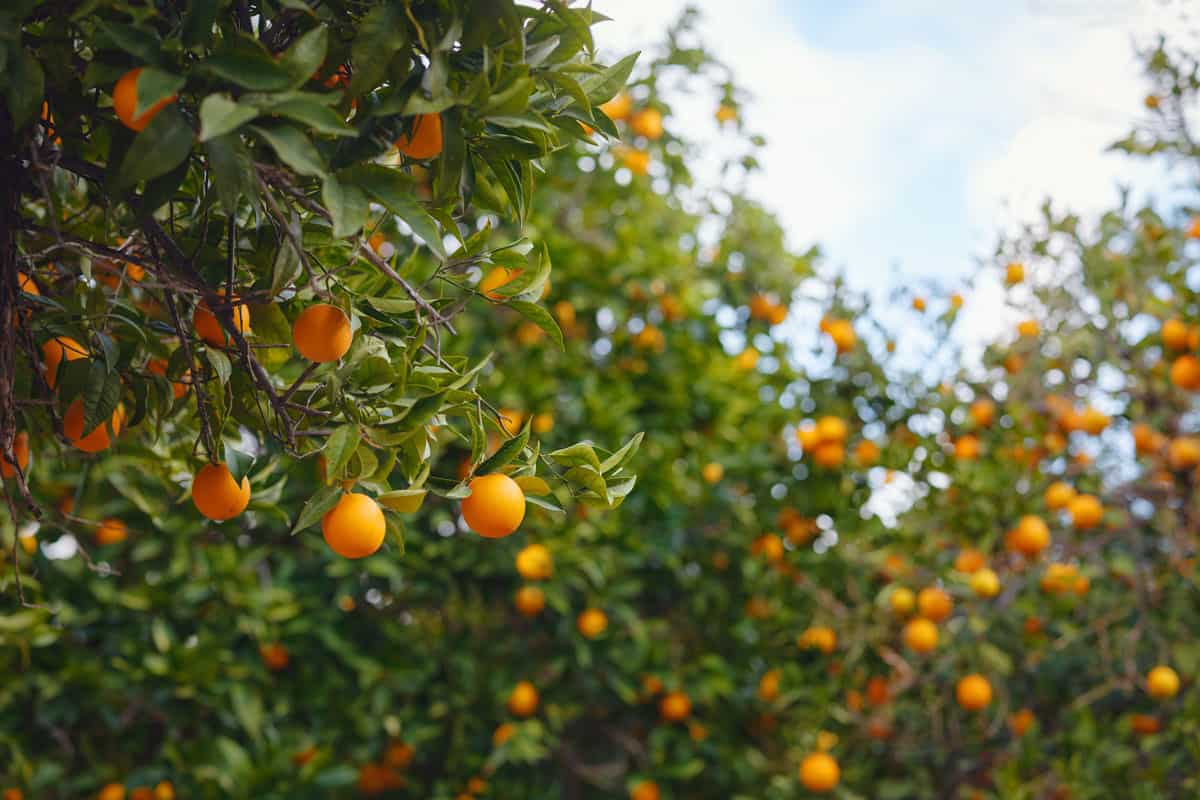 photo of a citrus tree on the farm on the province, fresh fruits, green leaves, orange colored fruits