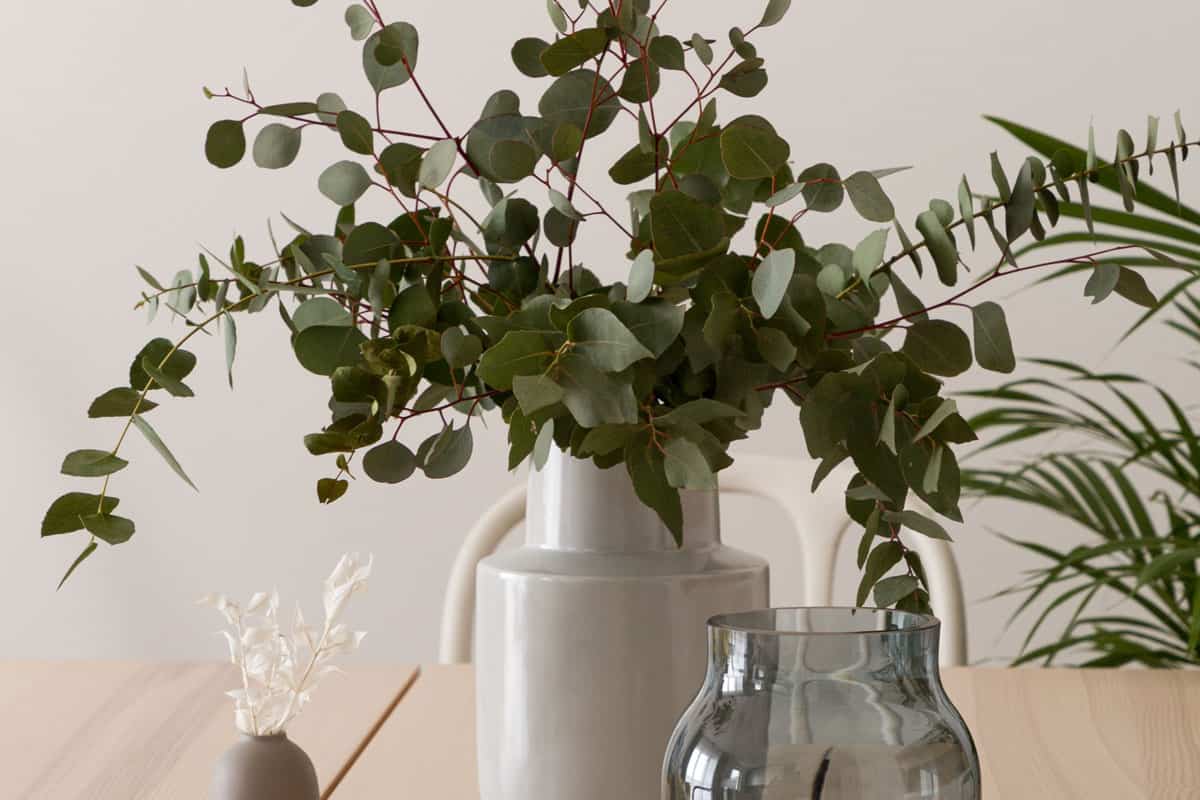 photo of a eucalyptus plant on a nice vase on the table inside the house white painted wall modern house