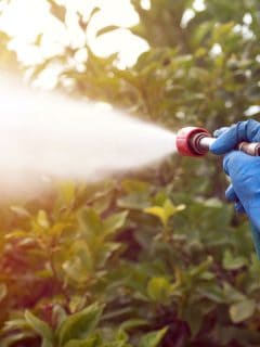 photo of a farmer spraying insecticides on fruit trees, healthy green plants, When And What To Spray On Fruit Trees?