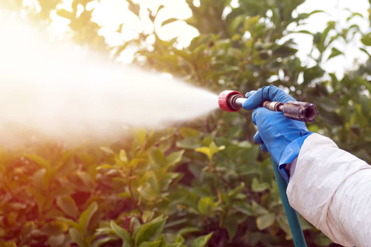 photo of a farmer spraying insecticides on fruit trees, healthy green plants