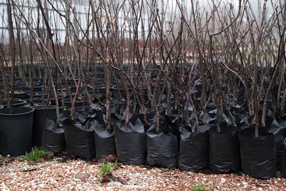 photo of a fruit tree on a black plastic bag pot on the garden nursery for small plants