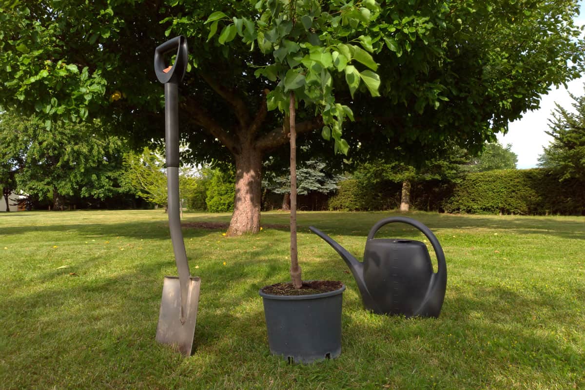 photo of a garden with shovel small tree on pot watering under a huge shady tree on a green grass