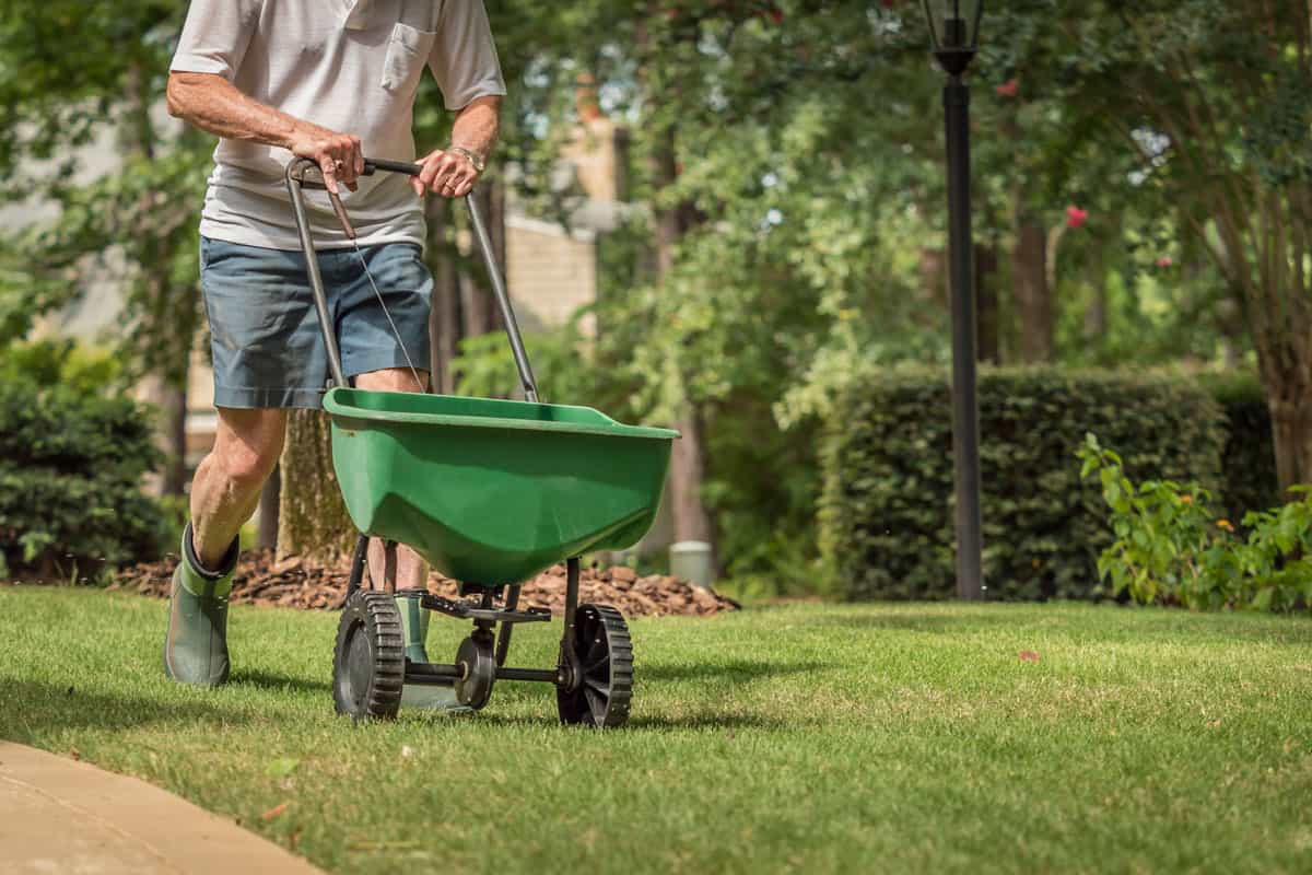photo of a gardener man spreading fertilizers on the grass lawn of the garden on the backyard