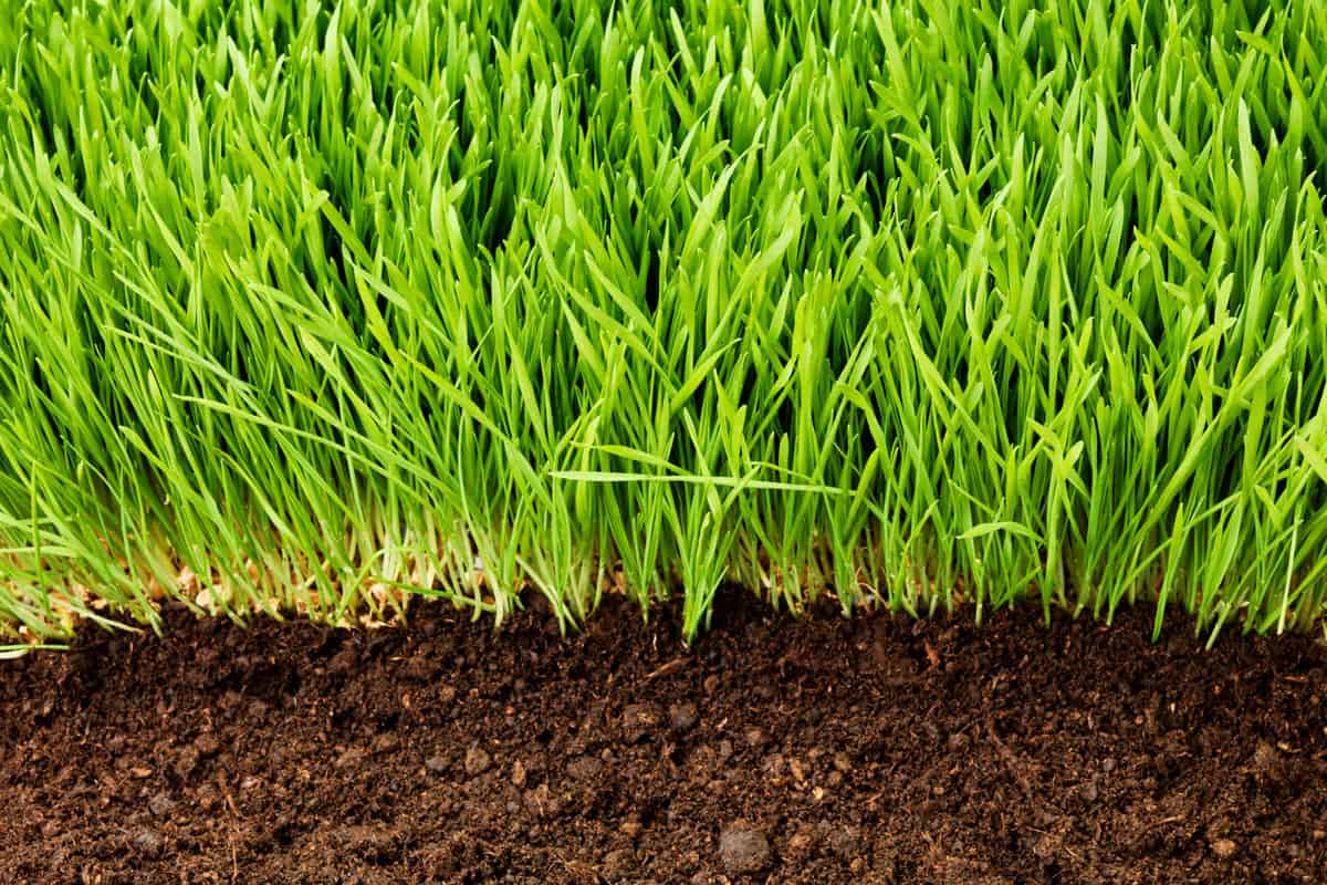photo of a grass on the lawn, healthy soil, healthy grass, green grass, close up photo