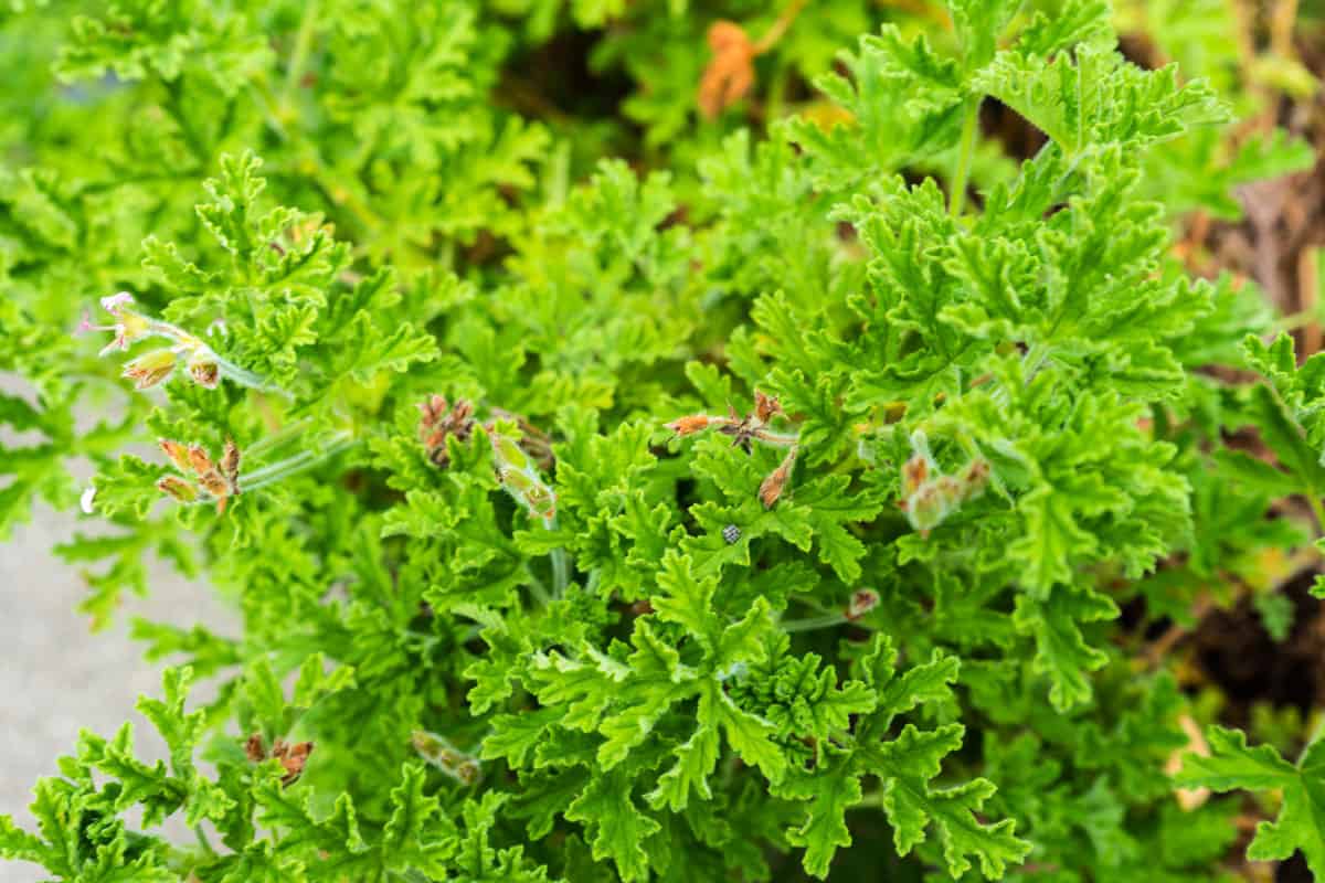 photo of a healthy green leaves of a healthy plant on the garden of backyard