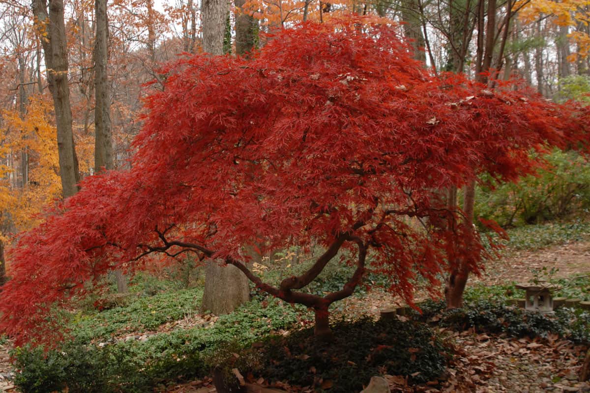 photo of a japanese maple tree in the middle of the forest on the woods