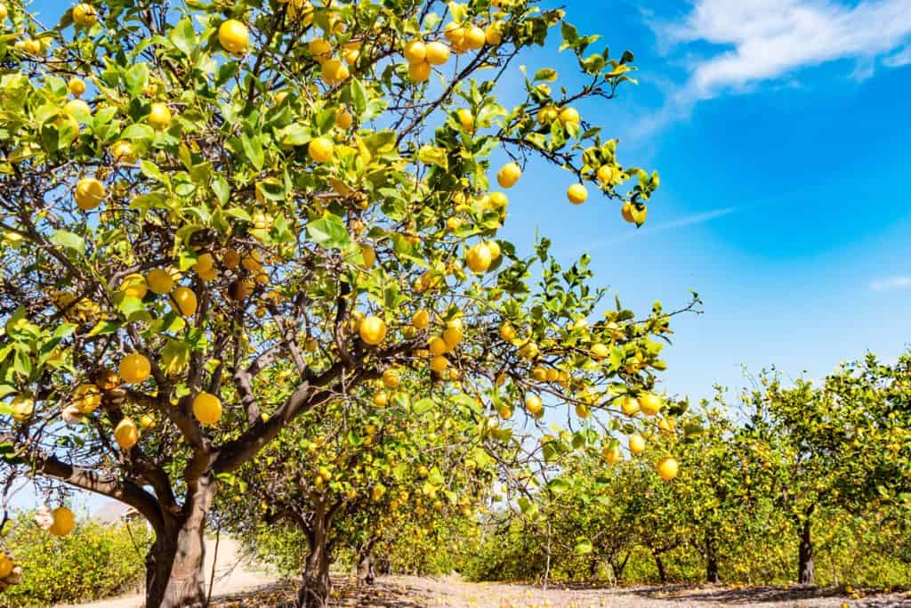 photo of a lemon tree along the road on the farm, sunny day on the farm