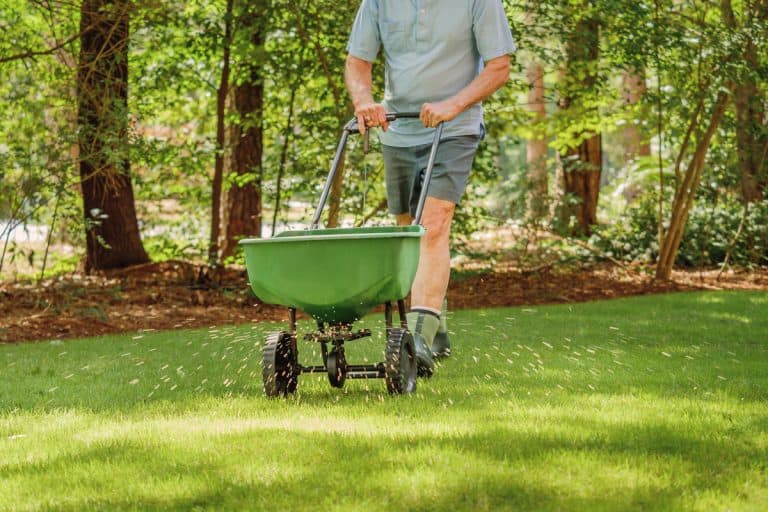 photo of a man gardener pushing spreader to spread fertilizers on the grass lawn of the garden, When To Apply Ace 4-Step Fertilizer [And How To]?