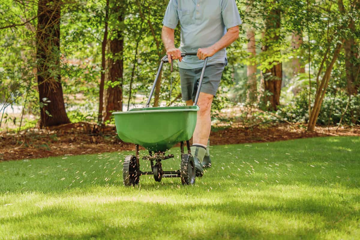photo of a man gardener pushing spreader to spread fertilizers on the grass lawn of the garden