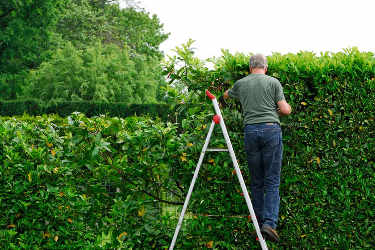 photo of a man gardener trimming the huge green healthy bush on the garden