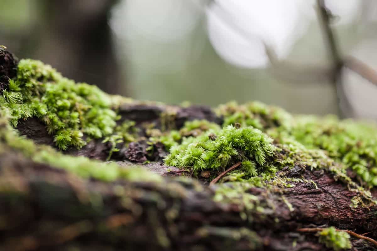 photo of a mossy tree trunk in the forest, close up photo of a moss on forest tree