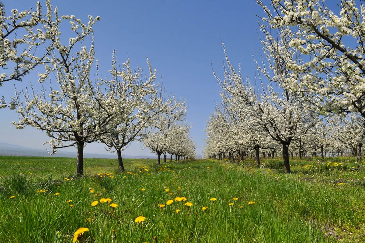 photo of a nice view in the farm of white blossoms trees on a clear blue sky
