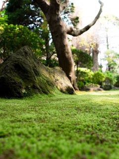 photo of a picture that reflects the natural beauty of the garden in the park, When To Apply Moss Out [And How To]