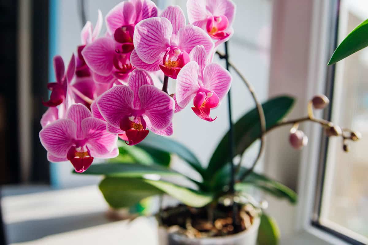 photo of a pink colored petal orchid flowers on a tiny white pot beside the window of the house