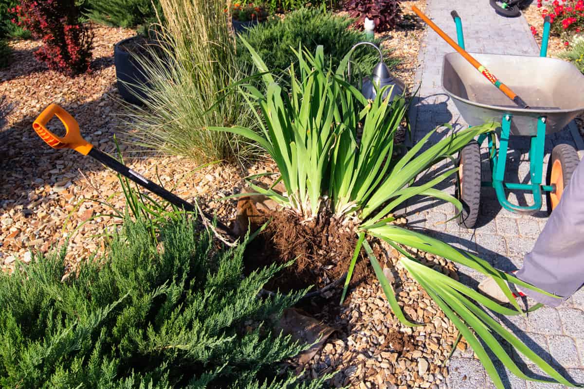 photo of a plant dividing on the front yard garden beside the pathway, wheel borrow, shovel, garden tools