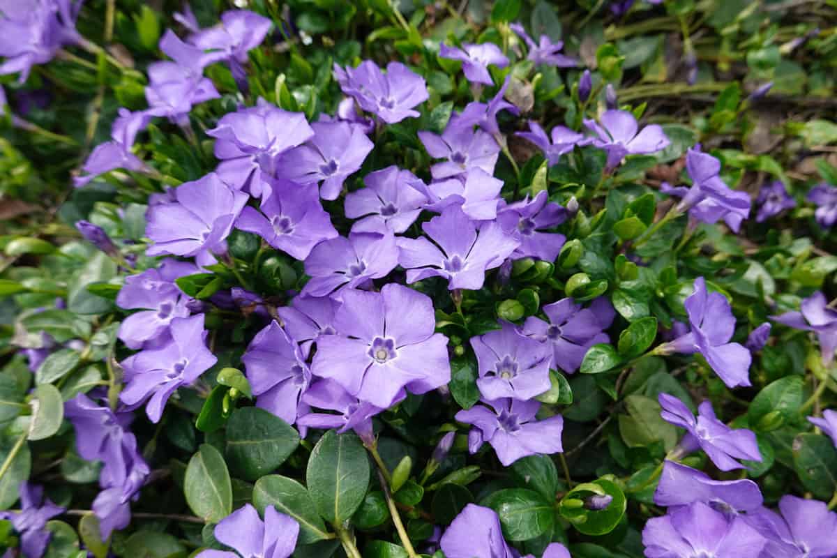 photo of a purple flowers, many flowers, group of purple flowers