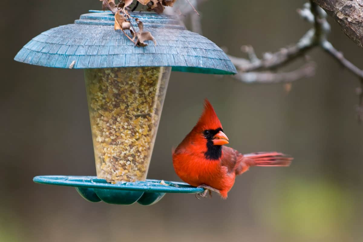 photo of a red cute bird sitting beside the bird feeder on the garden eating bird feed