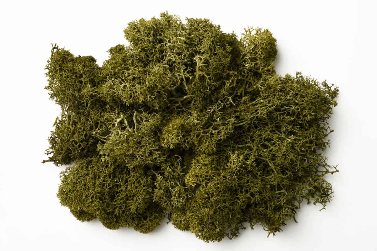 photo of a shot of green moss on a white background, close up photo of a moss