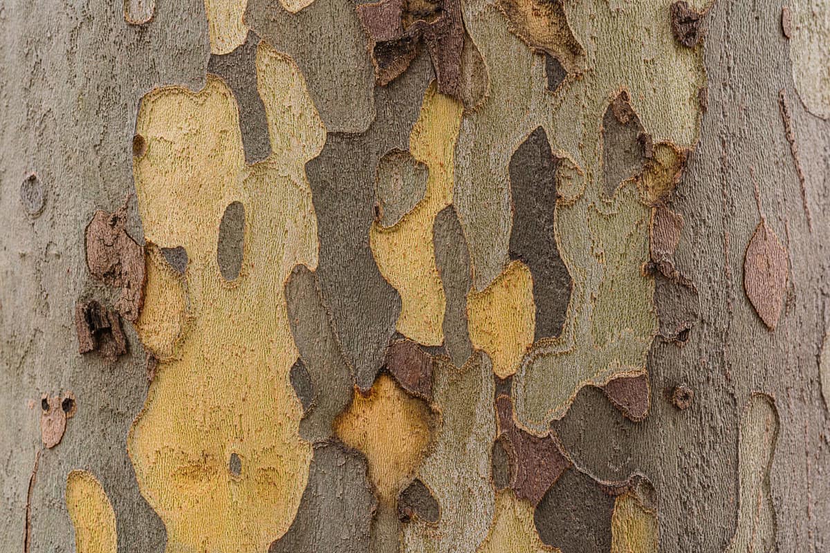 photo of a sycamore tree in close up, colorful tree scales, beautiful scales of tree trunks