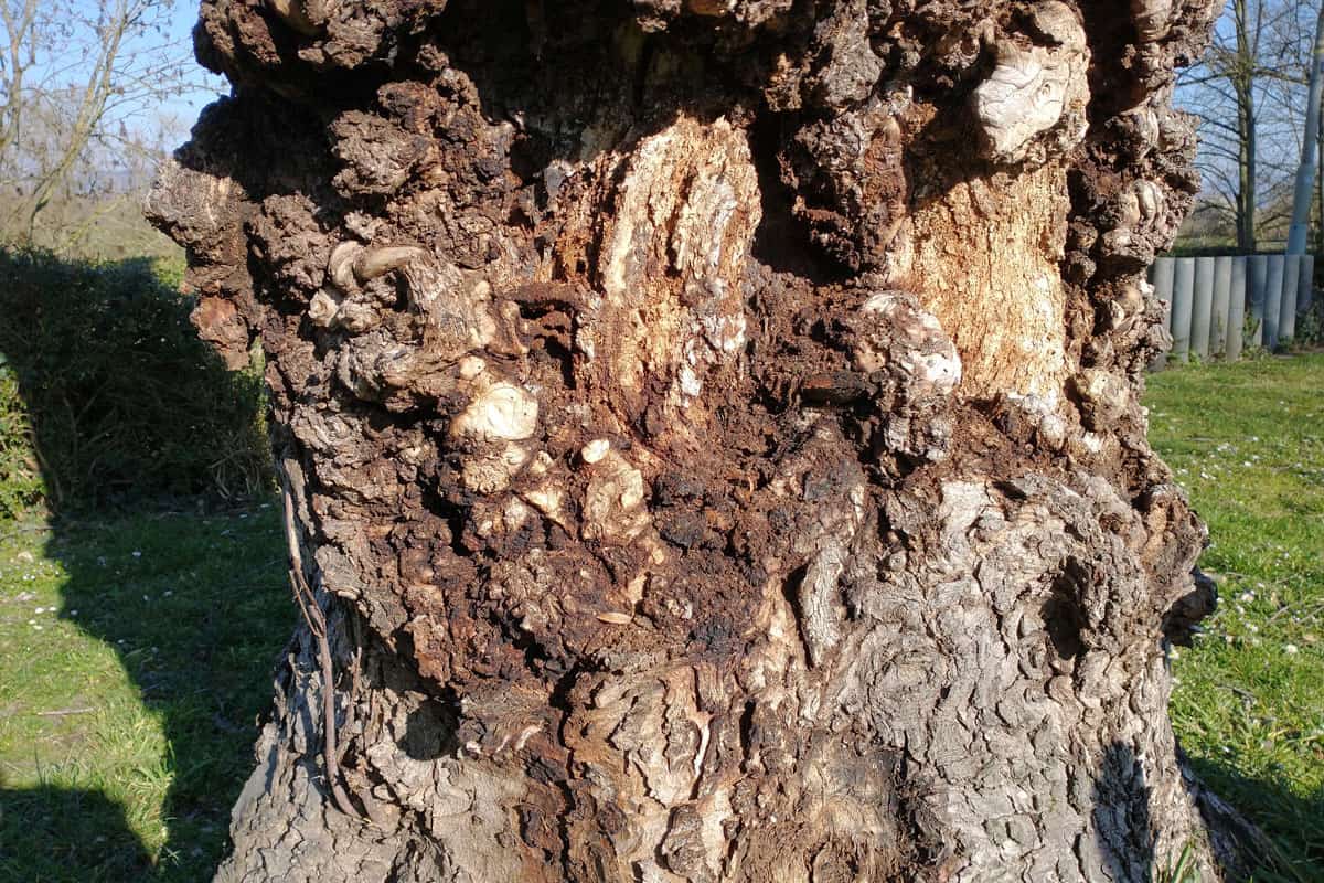 photo of a sycamore tree with huge holes and disease, unhealthy tree on the woods dying tree