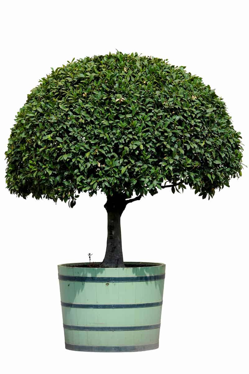 photo of a tree shrub on a pot, white background, perfectly trimmed, oval shaped shrub