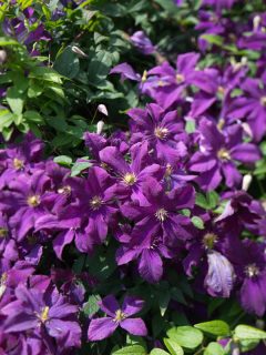 photo of a violet flower in the garden on the farm on the province, How To Keep Clematis Blooming