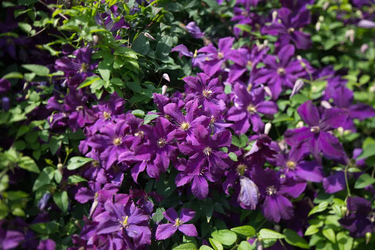 photo of a violet flower in the garden on the farm on the province