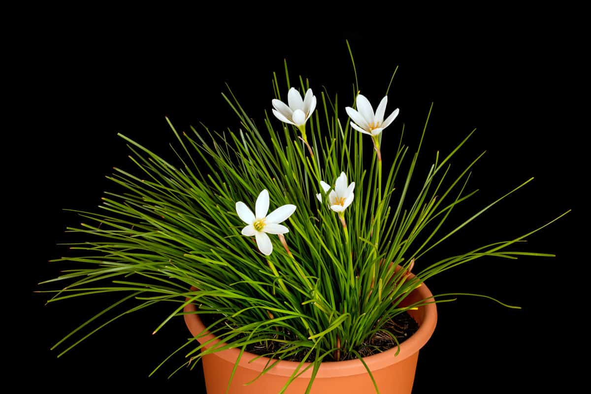 photo of a white small flowers on a brown pot inside the house