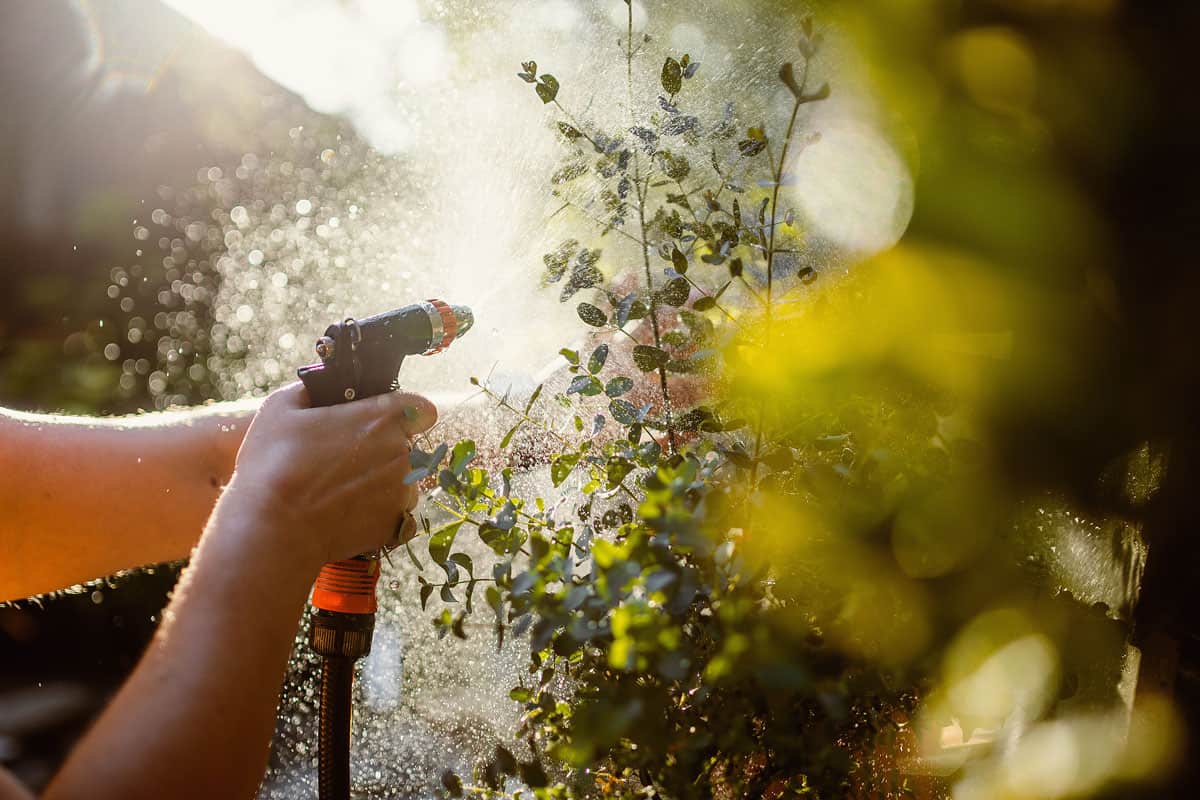 photo of a woman hands holding a garden spray hose watering the eucalyptus plant