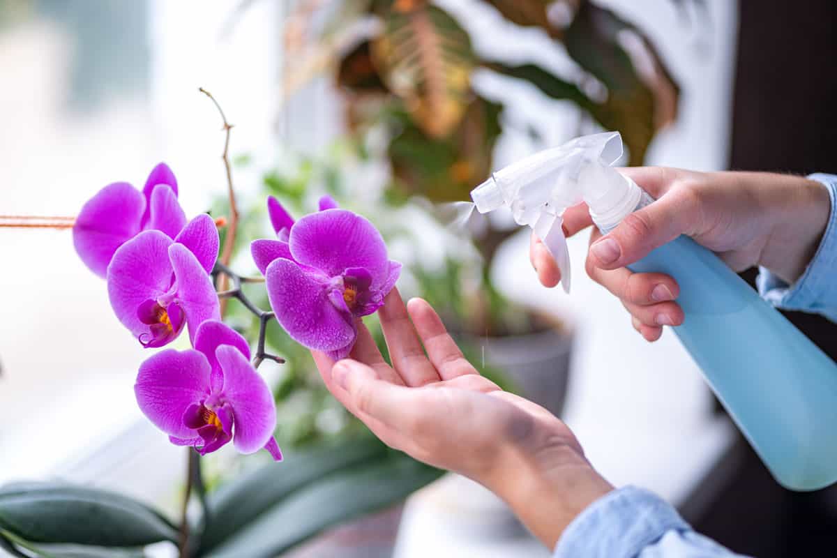 photo of a woman hands spraying the orchids flowers using plastic bottle water spray