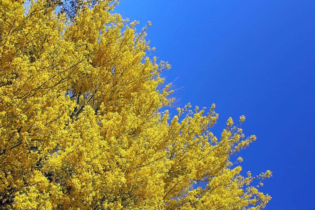 photo of a yellow leaf tree in the clear blue skies of a summer season on the desert