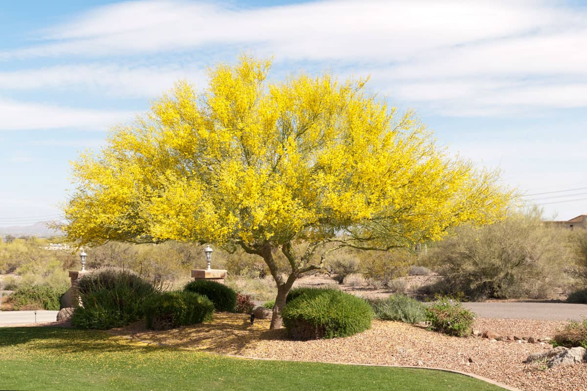 photo of a yellow leaf tree in the middle of a desert on a very hot summer day