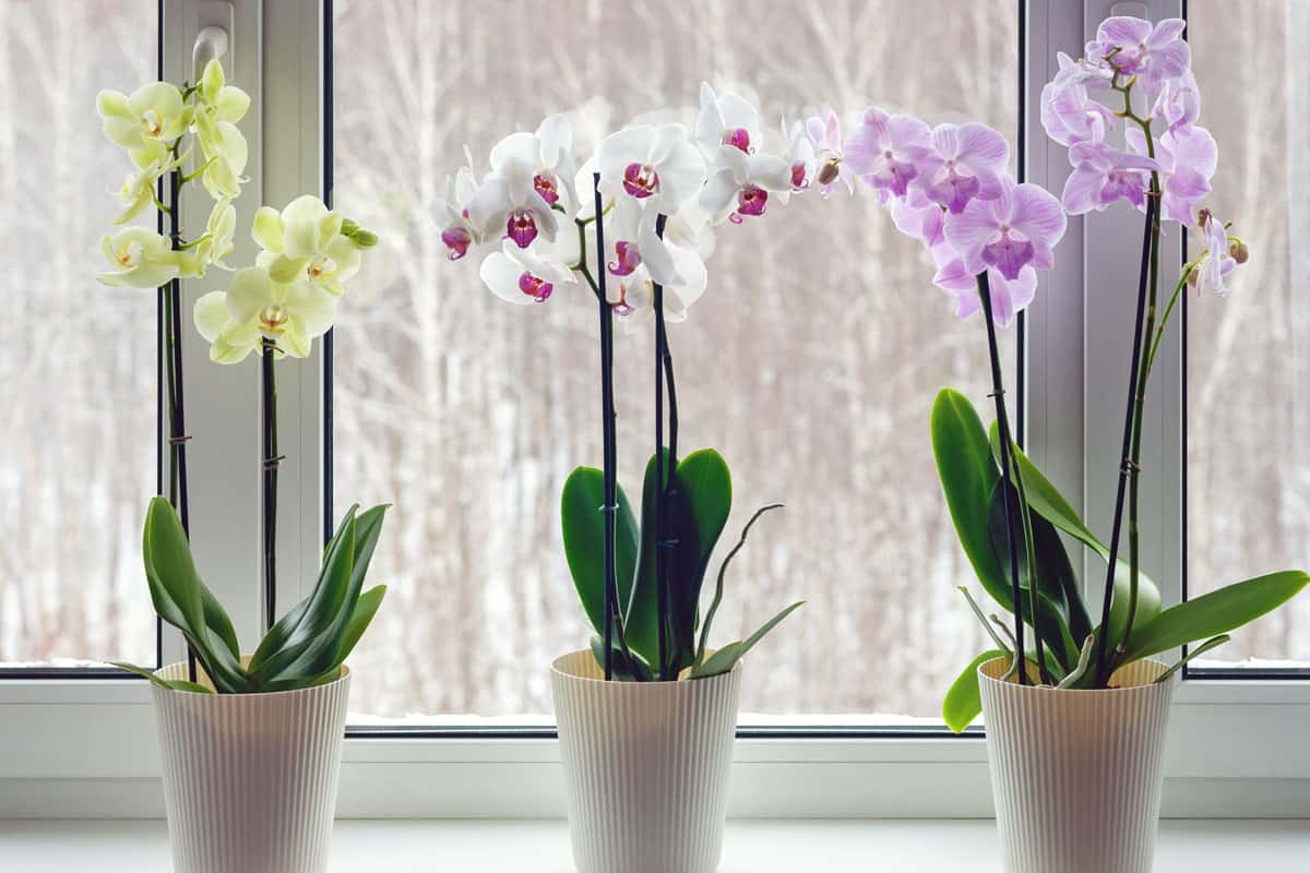 photo of an orchids plants and flowers on a cute flower pot on the window inside the house