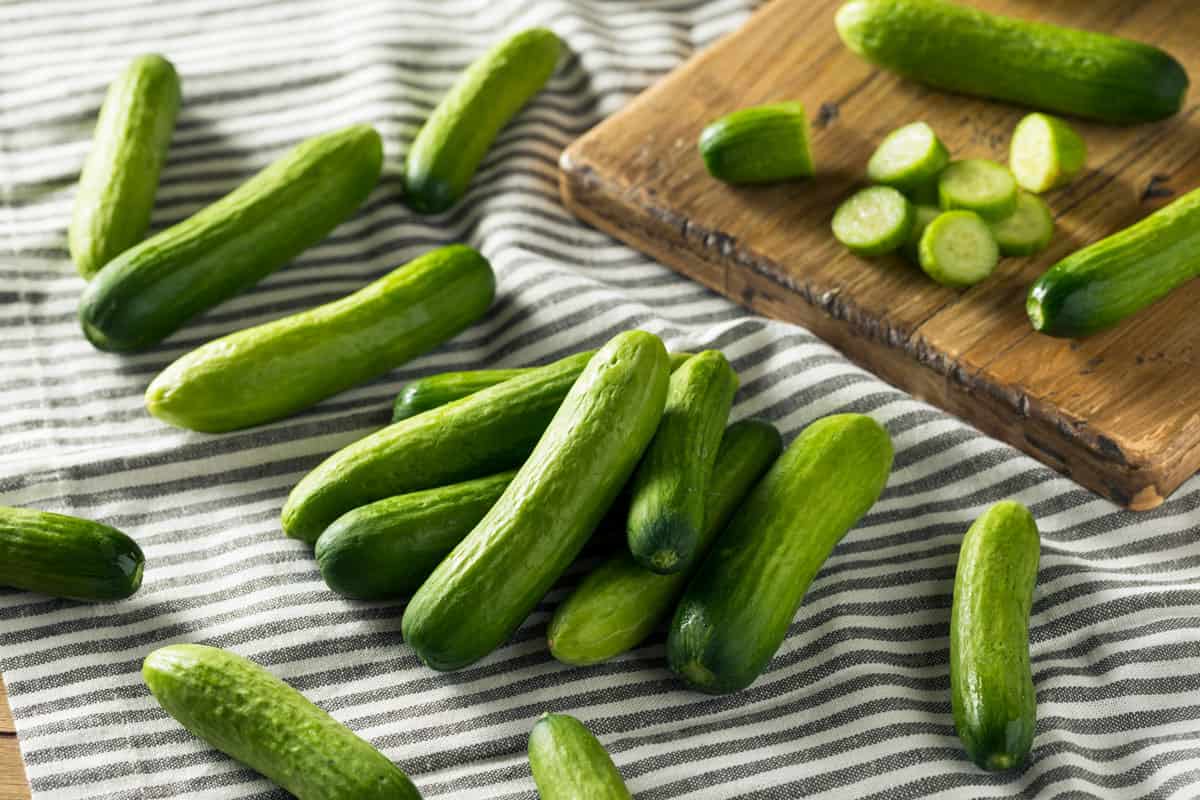 photo of baby cucumbers, fresh harvest, green cucumbers