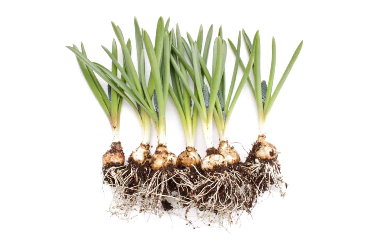 photo of onions and roots, fresh onions, new harvest plants, healthy plants