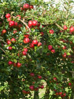 photo of red fruits growing from fruit trees on fruit garden on the farm, What Does It Mean When A Fruit Tree Needs A Pollinator?