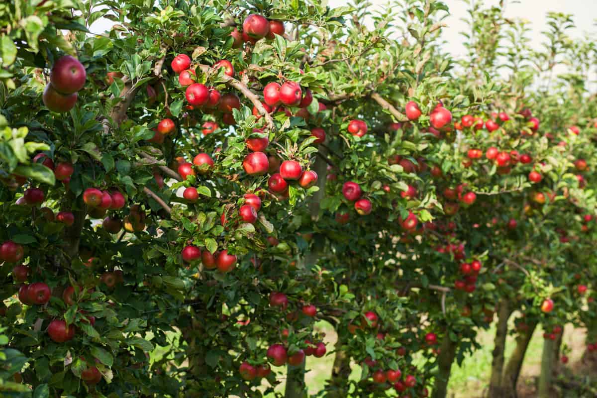 photo of red fruits growing from fruit trees on fruit garden on the farm