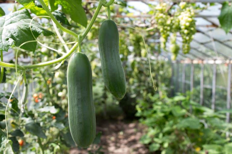 photo of two cucumbers on the garden of vegetables on the backyard, cucumber plant on garden, How Long Does A Cucumber Plant Last?