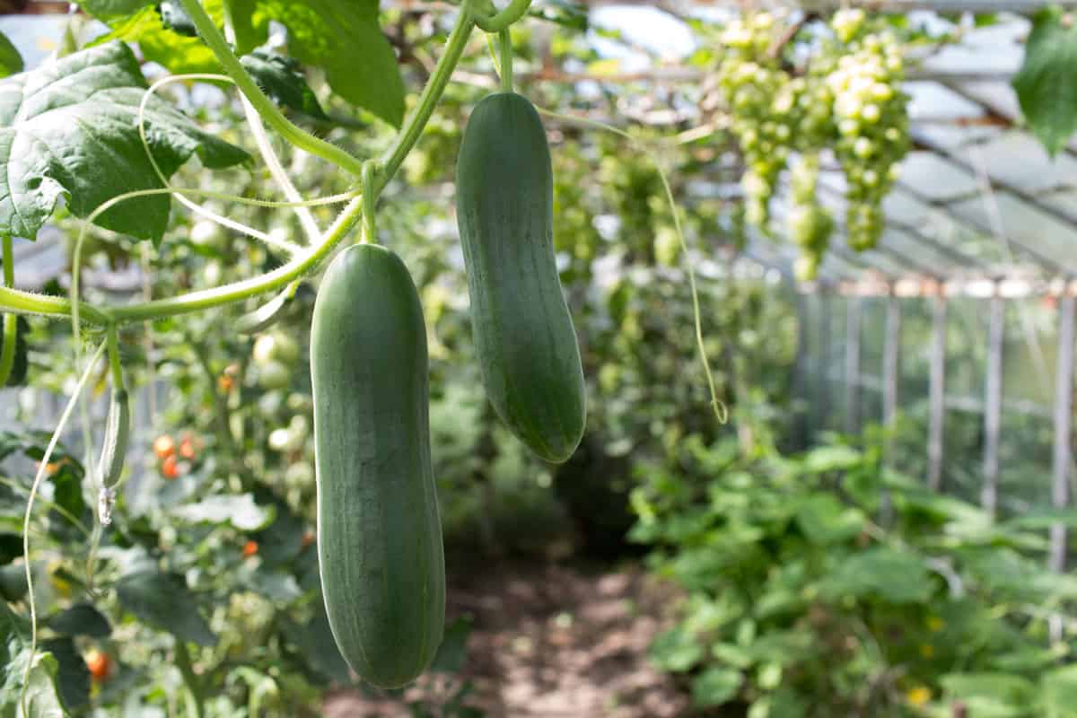 photo of two cucumbers on the garden of vegetables on the backyard, cucumber plant on garden
