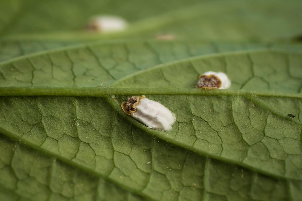 photo shows a scale insect or hydrangea scale sucking on a leaf and producing a lot oh honeydew